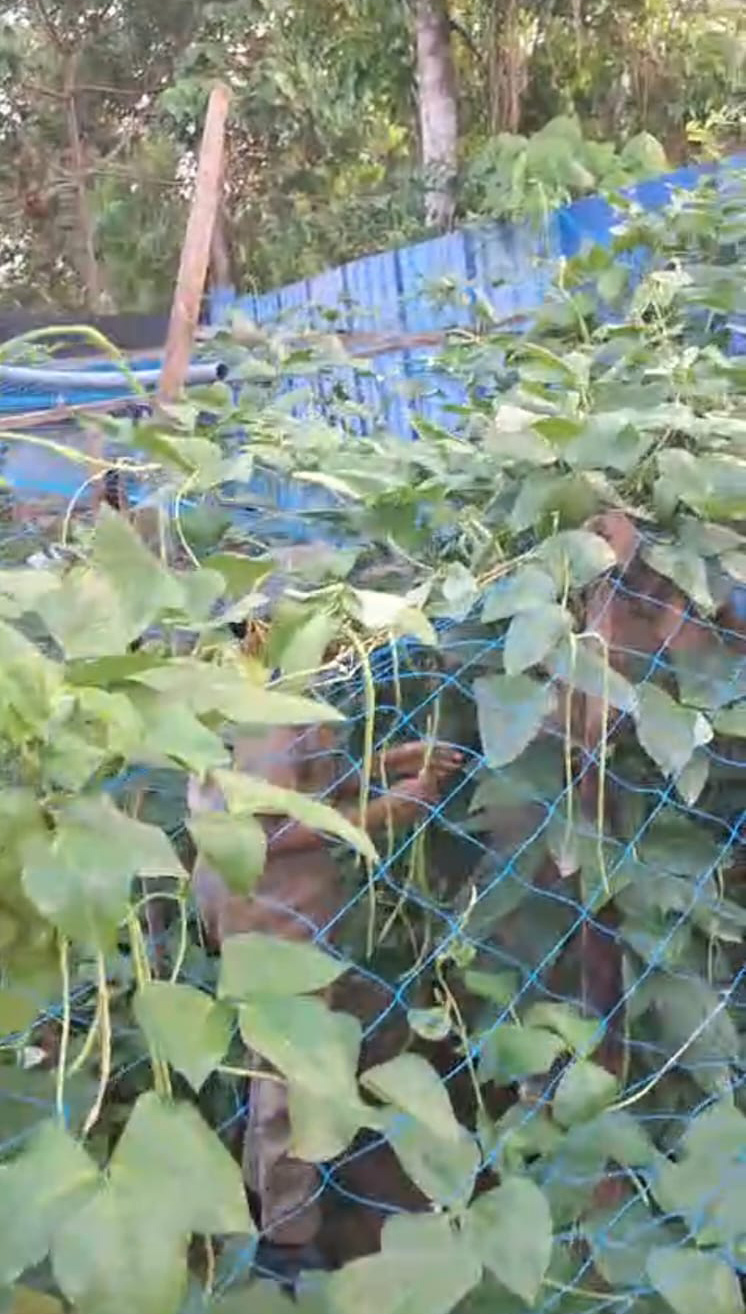 Sainik Hostel Veg Garden